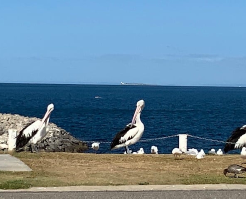 Pelicans at Edithburgh